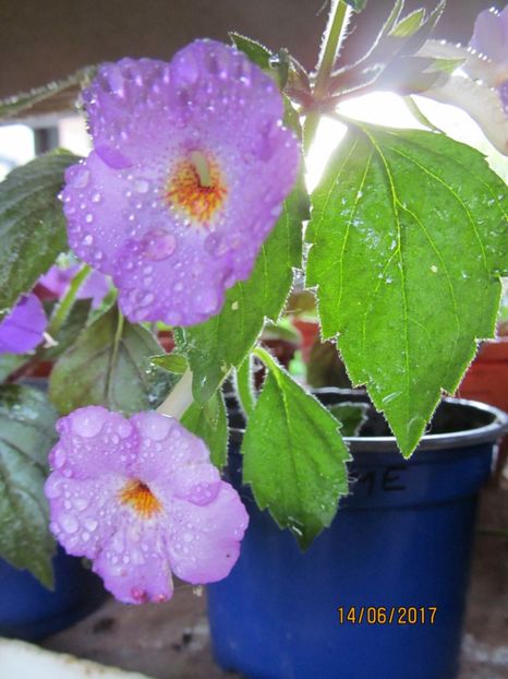  - ACHIMENES 2020 - VANZARI HIBRIZI