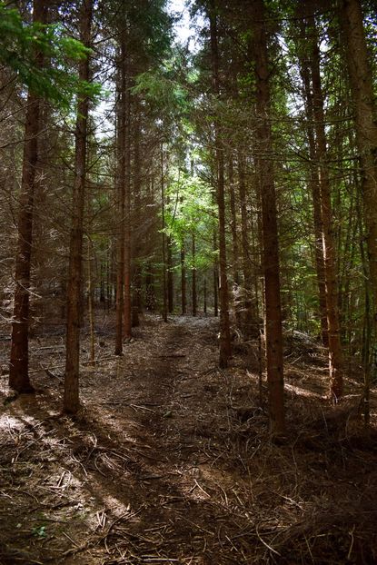  - Sfarsit de vara 2018