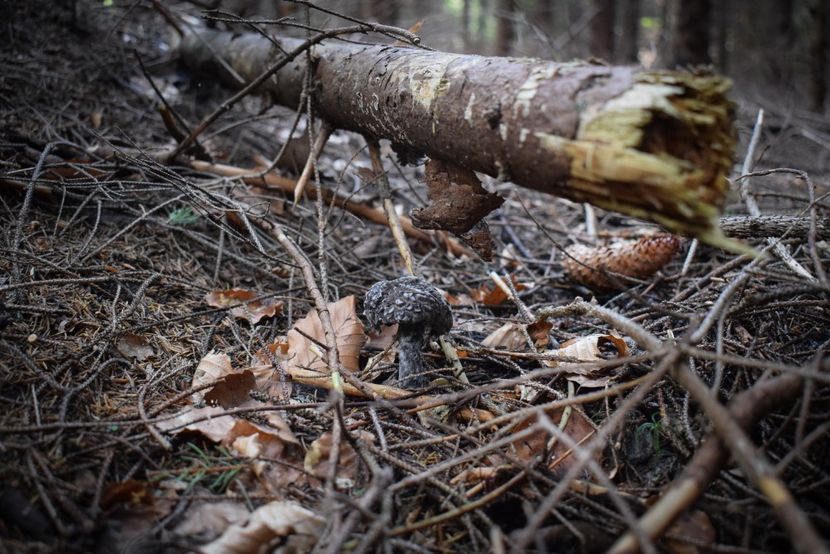  - Sfarsit de vara 2018