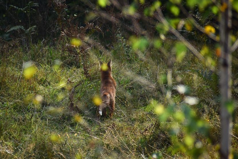  - Sfarsit de vara 2018