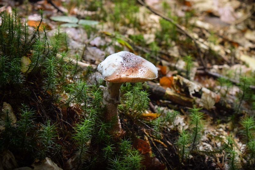  - Sfarsit de vara 2018