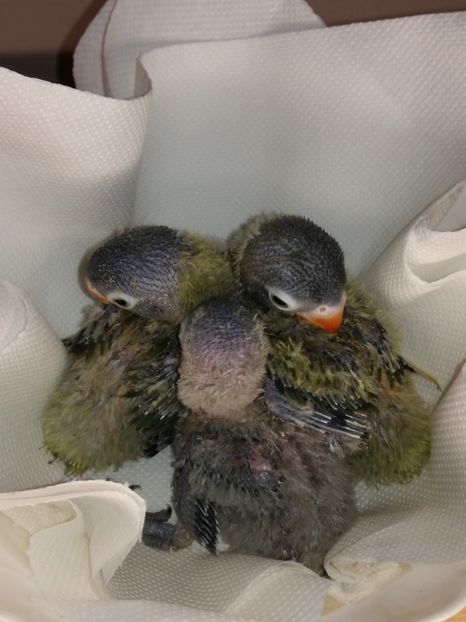  - Pui agapornis - septembrie 2018 -