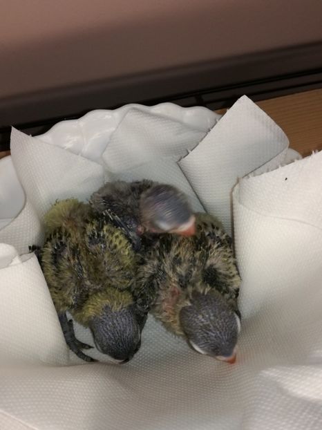  - Pui agapornis - septembrie 2018 -