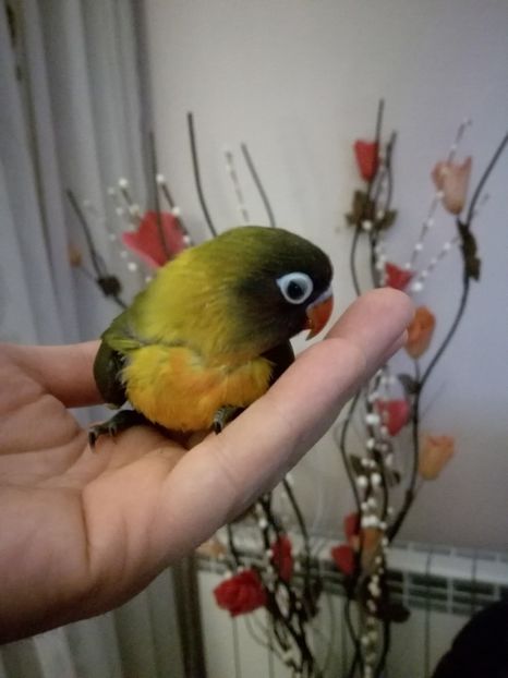  - Pui agapornis - septembrie 2018 -