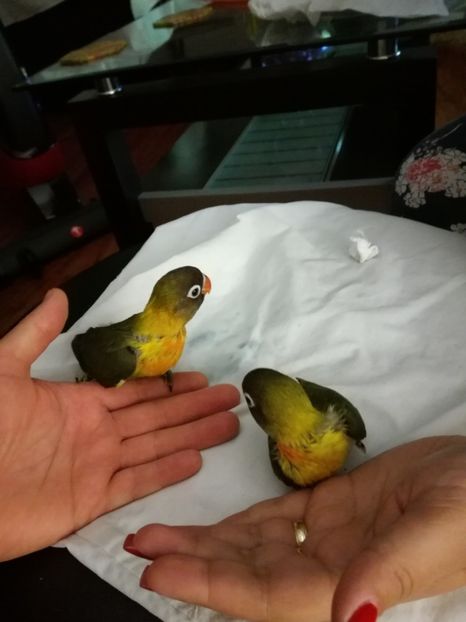  - Pui agapornis - septembrie 2018 -