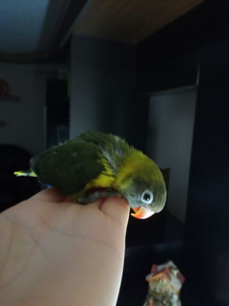  - Pui agapornis - septembrie 2018 -