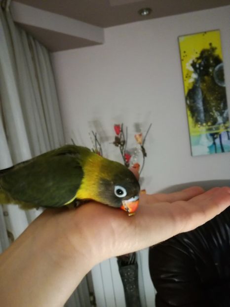  - Pui agapornis - septembrie 2018 -