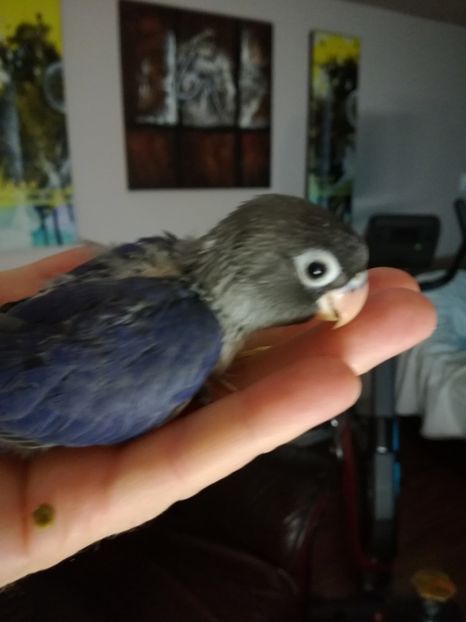  - Pui agapornis - septembrie 2018 -