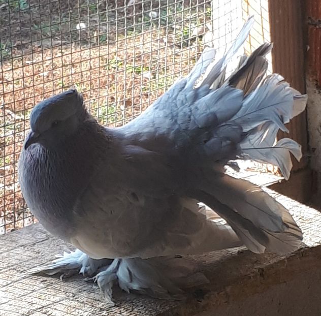 Femela 2018 - Voltati indieni - Vanduti sau donati