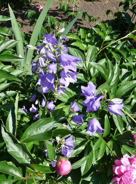  - Campanula