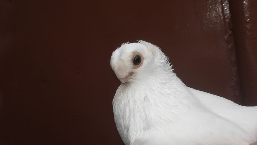  - jucatori de balti poze noi