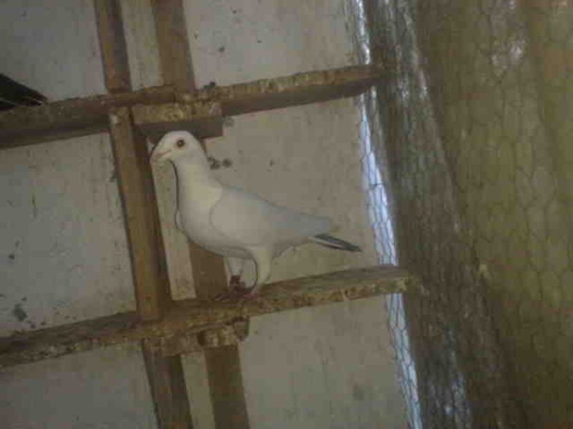 135-femela - Vinzare 2021