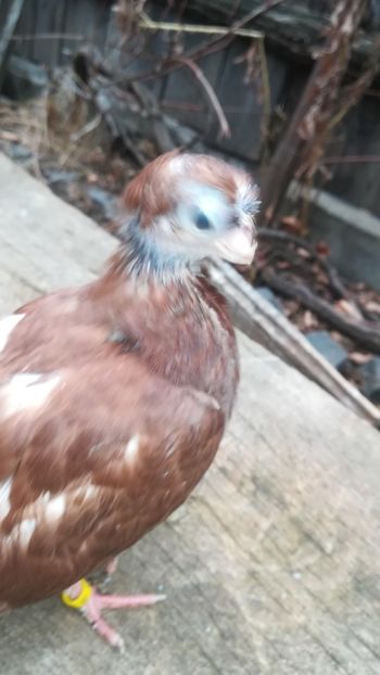  - jucatori de balti poze noi