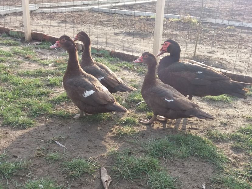  - Rațe leșești ciocolatii