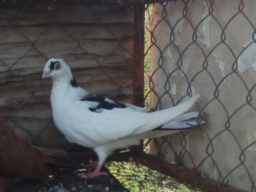 5194  femelă  2018 - Plecați ALBUM 2