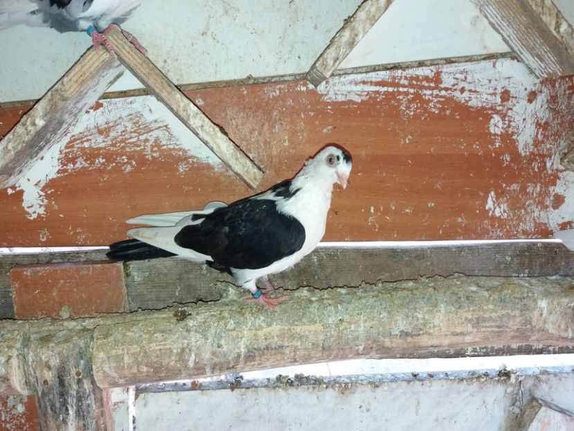 5202  femelă  2018 - Plecați ALBUM 2