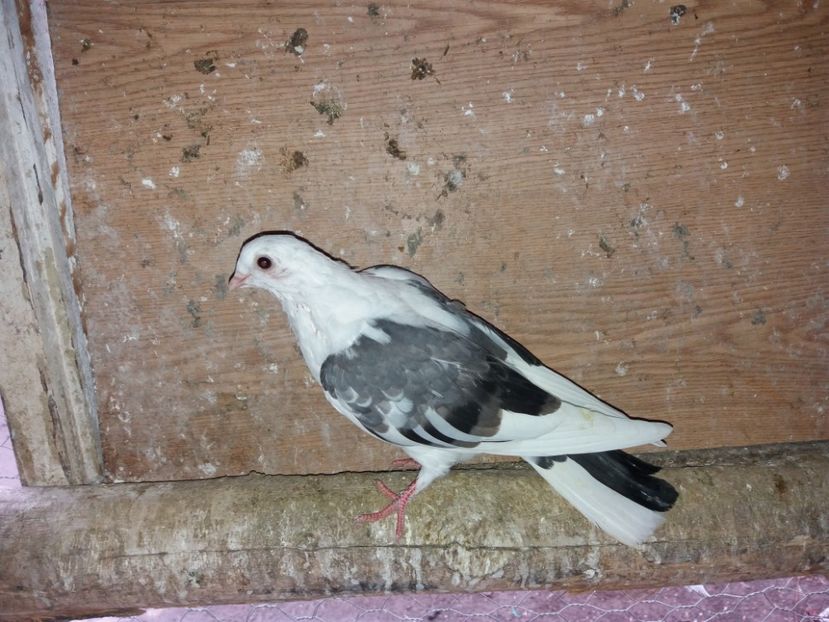 7181  femelă  2018 - Plecați ALBUM 2