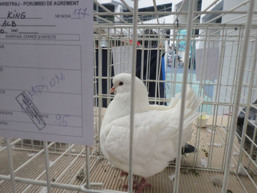 SAM_5239 - EXPOZITIE FAUNA BANIEI 2018