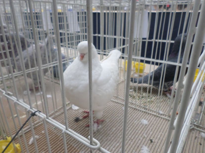 SAM_5241 - EXPOZITIE FAUNA BANIEI 2018