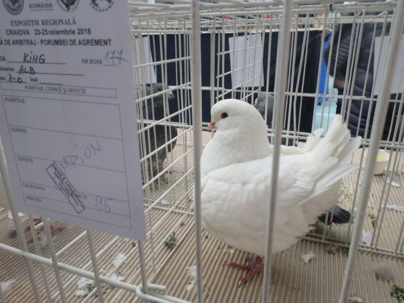 SAM_5242 - EXPOZITIE FAUNA BANIEI 2018