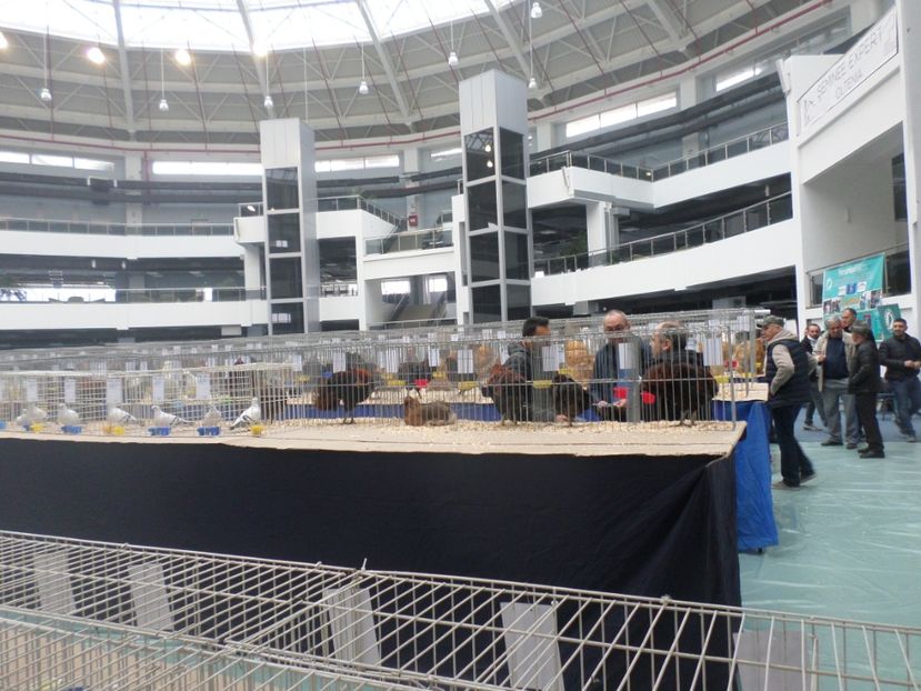 SAM_5244 - EXPOZITIE FAUNA BANIEI 2018