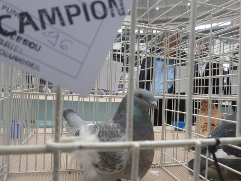 SAM_5248 - AA REZULTATE LA EXPO CNVRDF SI FAUNA BANIEI NOV 2018 CRAIOVA