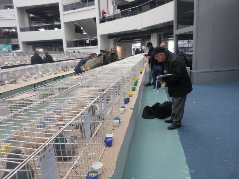 SAM_5251 - EXPOZITIE FAUNA BANIEI 2018