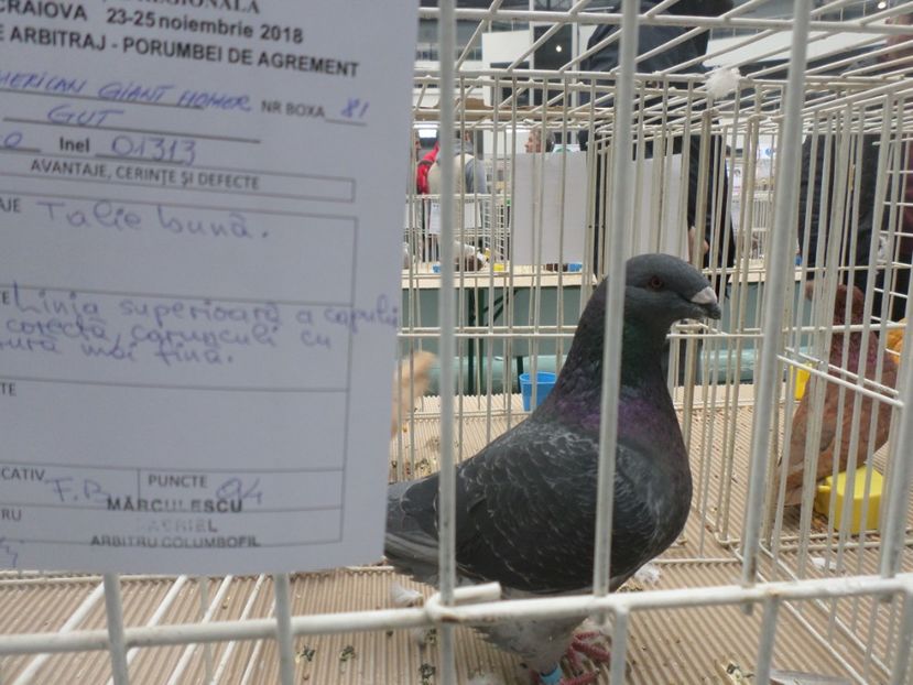 SAM_5253 - EXPOZITIE FAUNA BANIEI 2018