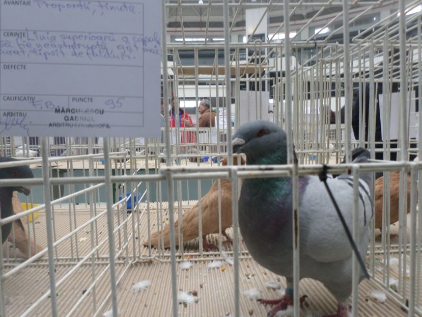 SAM_5256 - EXPOZITIE FAUNA BANIEI 2018