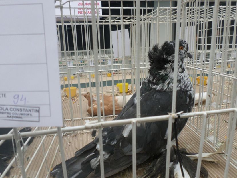 SAM_5259 - EXPOZITIE FAUNA BANIEI 2018