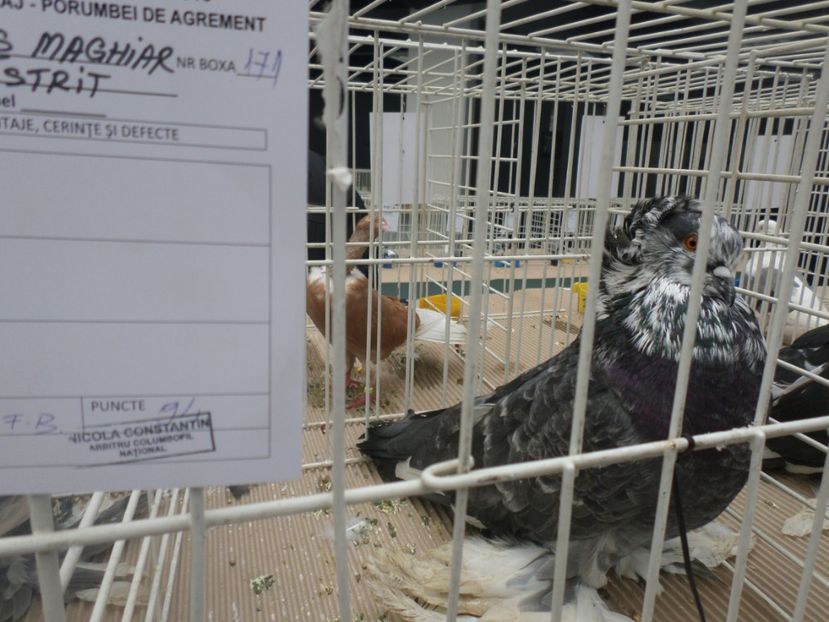 SAM_5261 - EXPOZITIE FAUNA BANIEI 2018