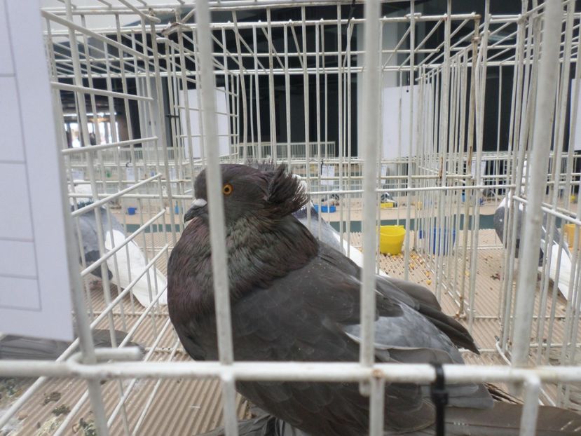 SAM_5262 - EXPOZITIE FAUNA BANIEI 2018