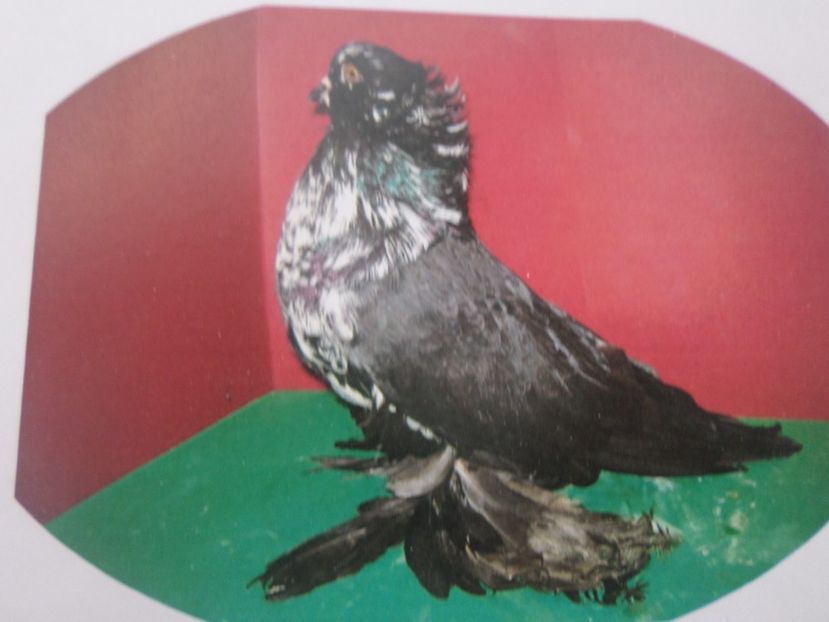 SAM_5264 - EXPOZITIE FAUNA BANIEI 2018