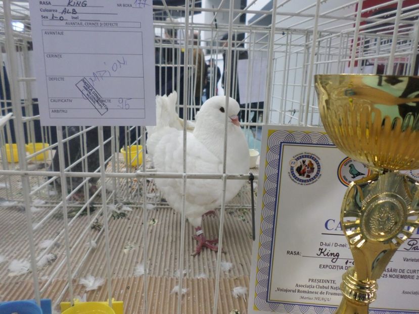 SAM_5270 - AA REZULTATE LA EXPO CNVRDF SI FAUNA BANIEI NOV 2018 CRAIOVA