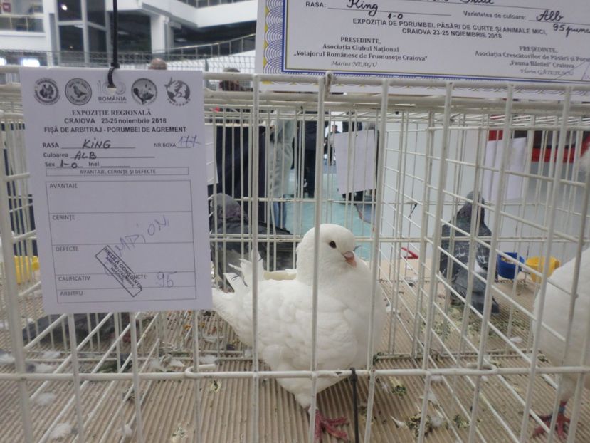 SAM_5275 - EXPOZITIE FAUNA BANIEI 2018