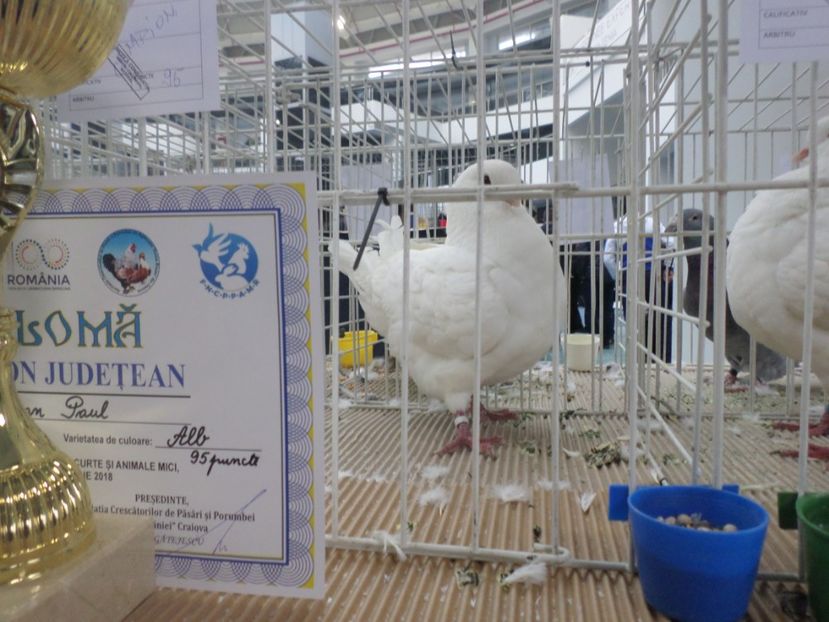 SAM_5276 - EXPOZITIE FAUNA BANIEI 2018