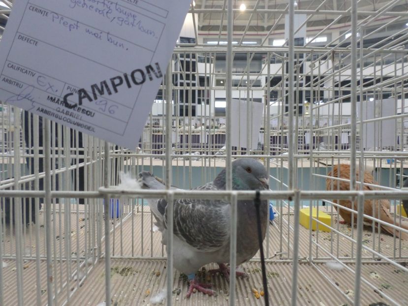 SAM_5282 - AA REZULTATE LA EXPO CNVRDF SI FAUNA BANIEI NOV 2018 CRAIOVA