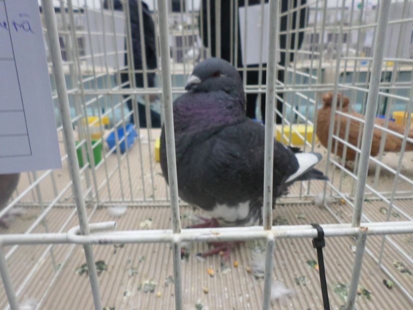 fem NOV  94 PCT - ARHIVA 2016 -2017-2o18-2019-2020