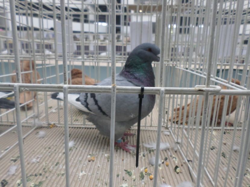 fem  NOV  018  95 PCT - ARHIVA 2016 -2017-2o18-2019-2020