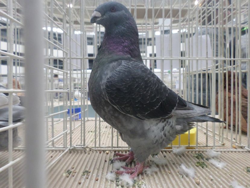 masc 2018 - ARHIVA 2016 -2017-2o18-2019-2020