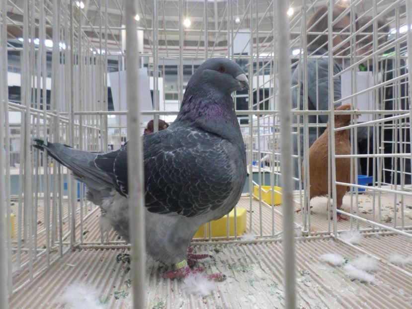 SAM_5297 - EXPOZITIE FAUNA BANIEI 2018