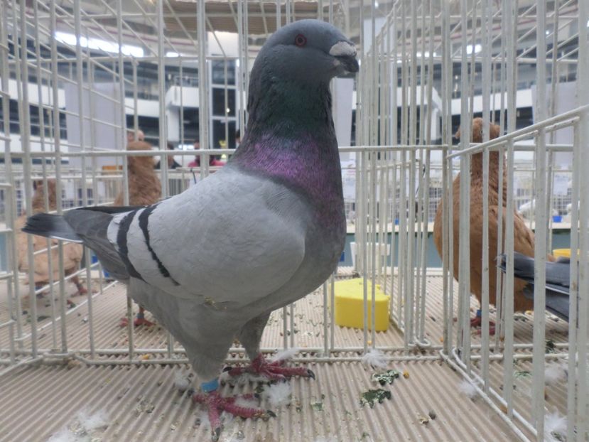 SAM_5299 - EXPOZITIE FAUNA BANIEI 2018