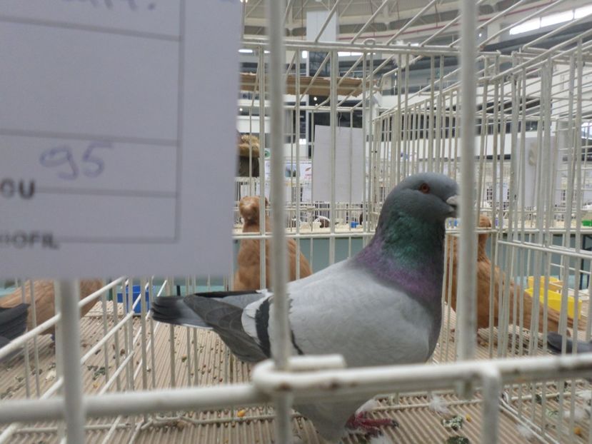 SAM_5301 - AA REZULTATE LA EXPO CNVRDF SI FAUNA BANIEI NOV 2018 CRAIOVA