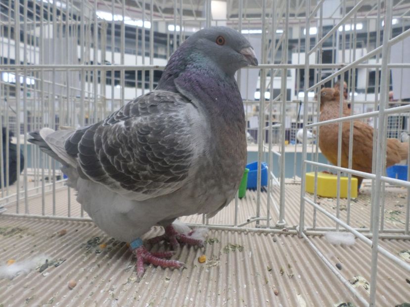 SAM_5309 - AA REZULTATE LA EXPO CNVRDF SI FAUNA BANIEI NOV 2018 CRAIOVA