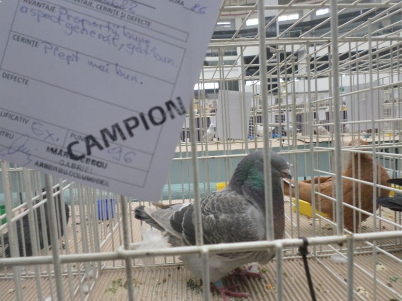 SAM_5315 - AA REZULTATE LA EXPO CNVRDF SI FAUNA BANIEI NOV 2018 CRAIOVA