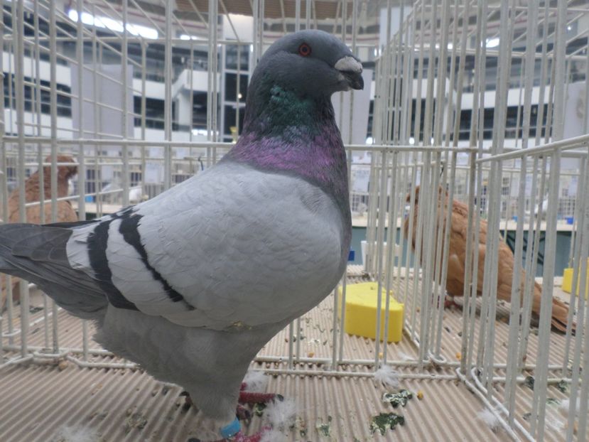 masc  02760/2018 - ARHIVA 2016 -2017-2o18-2019-2020