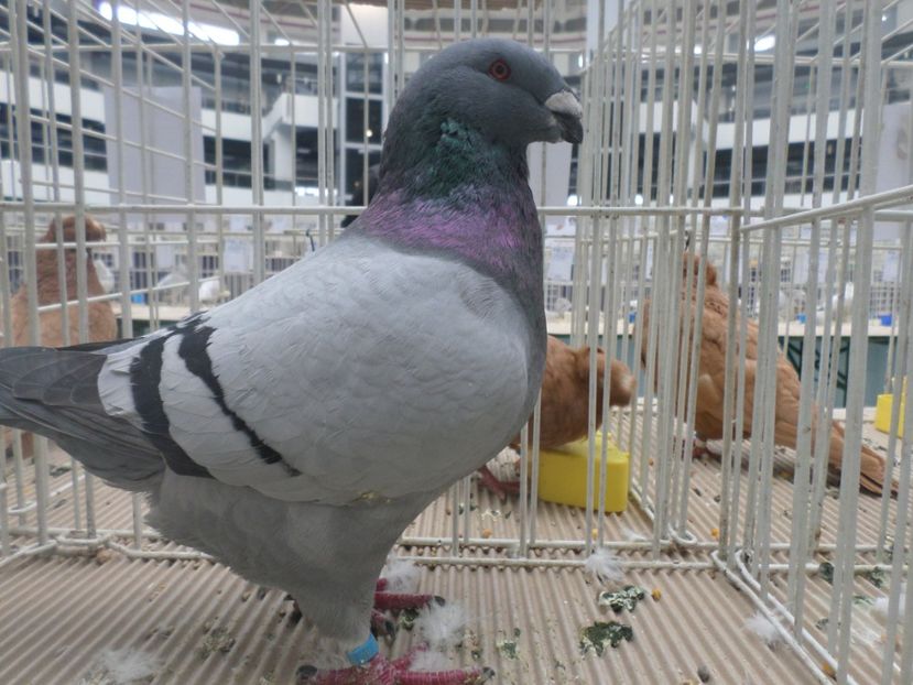 M O2760 2018 93 PCT HERNING DANEMARCA - A REZULTATE LA EXPO EUROPASCHAU HERNING DANMARK 9 11 NOV 2018