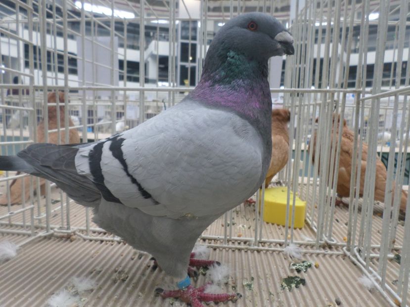 m   018 - DE VINZARE 2020