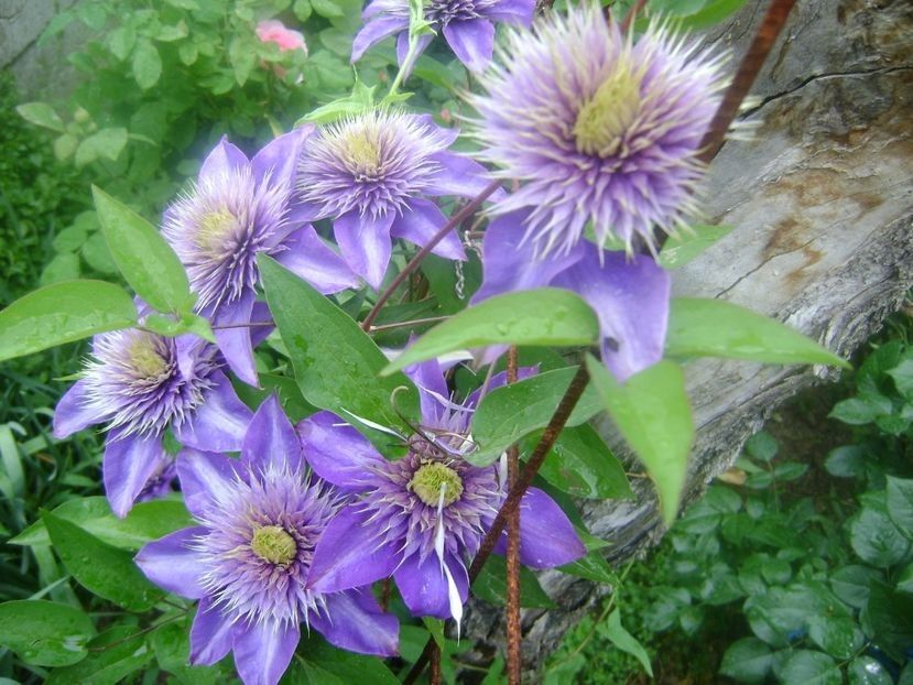  - 0 Clematis Multi blue grupa B tundere usoara