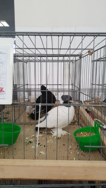  - u EXPOZIRIA NATIONALA A BULGARIEI 2018